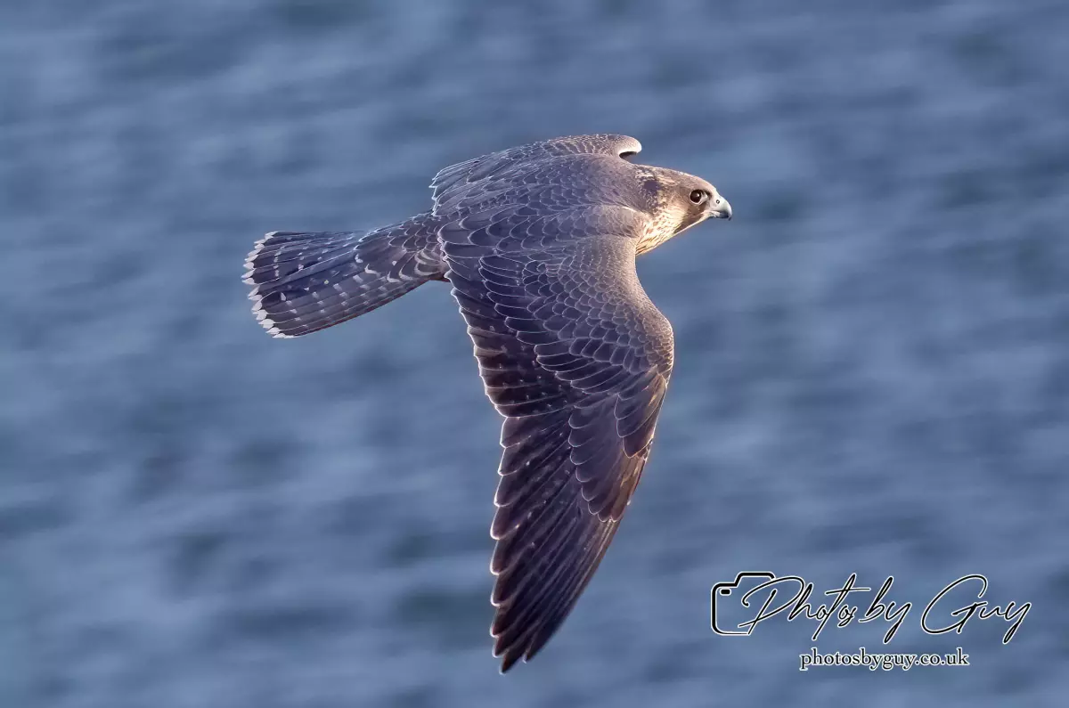 1 Aug 2024, West Cumbria, Peregrine Falcon