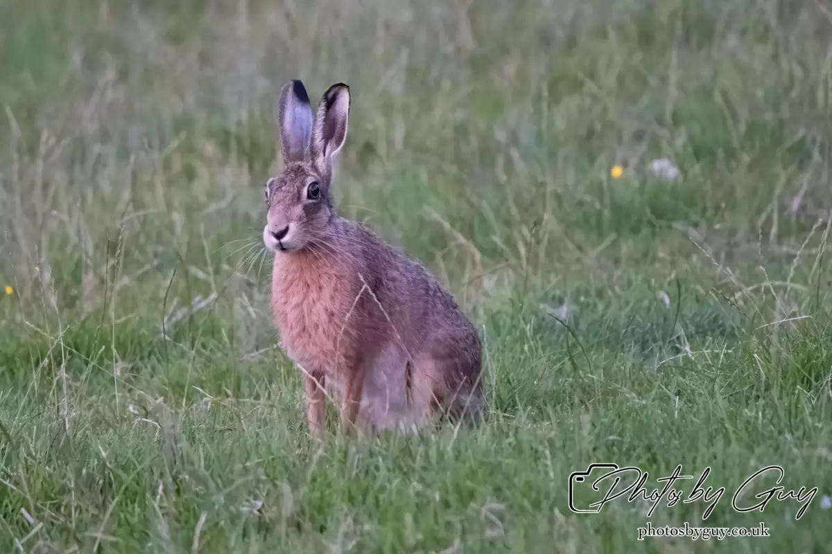 1 Aug 2024, West Cumbria, Hare