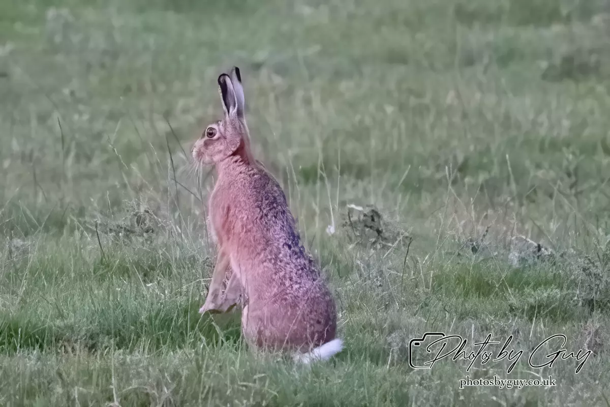 1 Aug 2024, West Cumbria, Hare