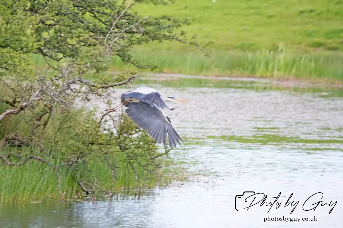 3 August 2024 : Parkside, Cumbria , Grey Heron