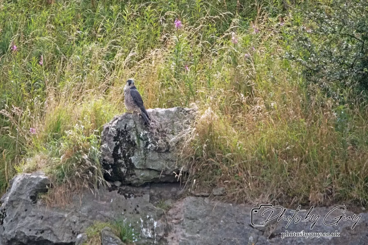 3 August 2024 : West Cumbria, Peregrine Falcon