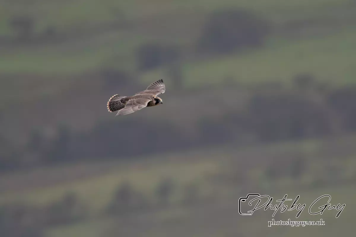 3 August 2024 : West Cumbria, Peregrin Falcon