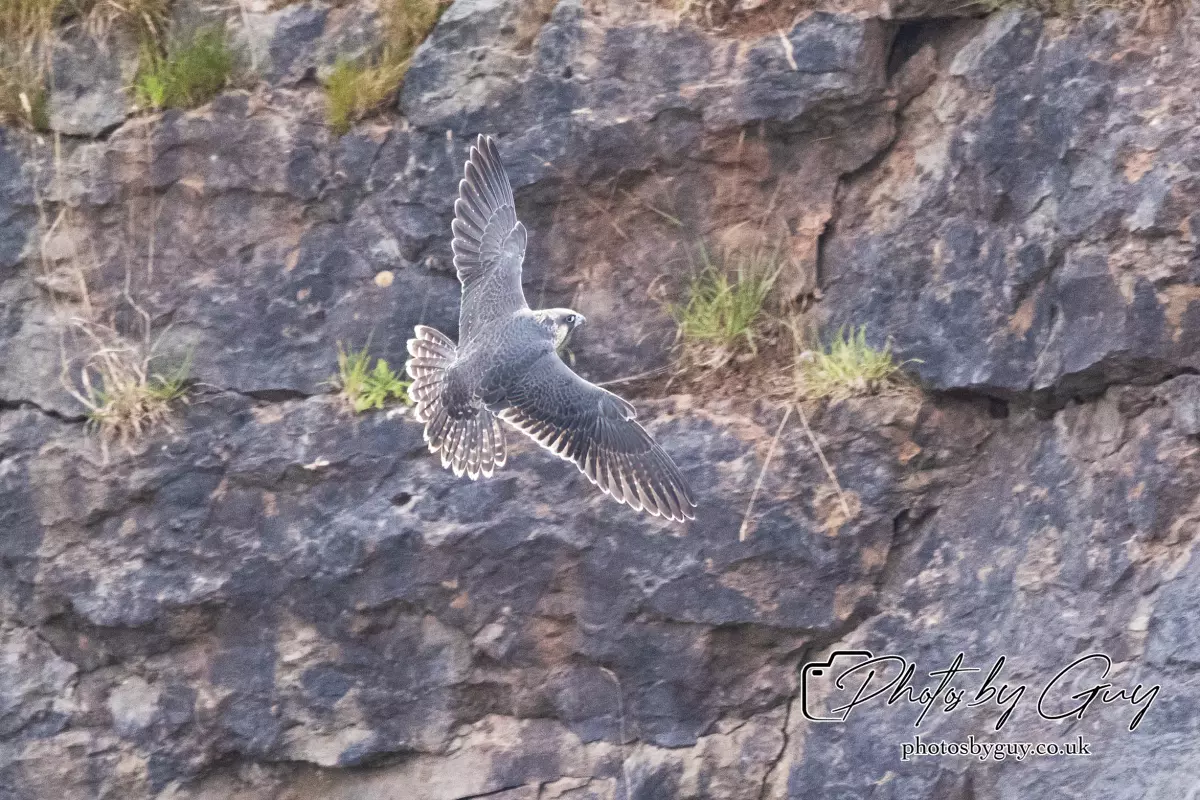 3 August 2024 : West Cumbria, Peregrin Falcon