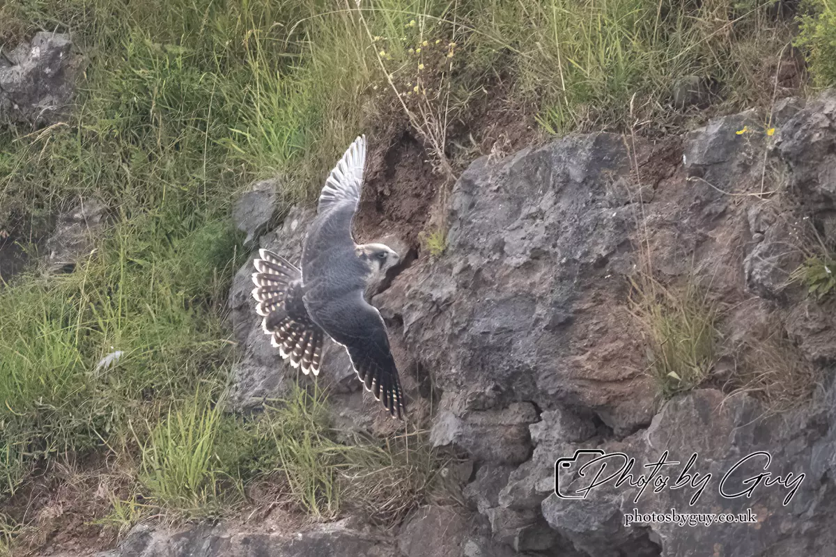 3 August 2024 : West Cumbria, Peregrin Falcon