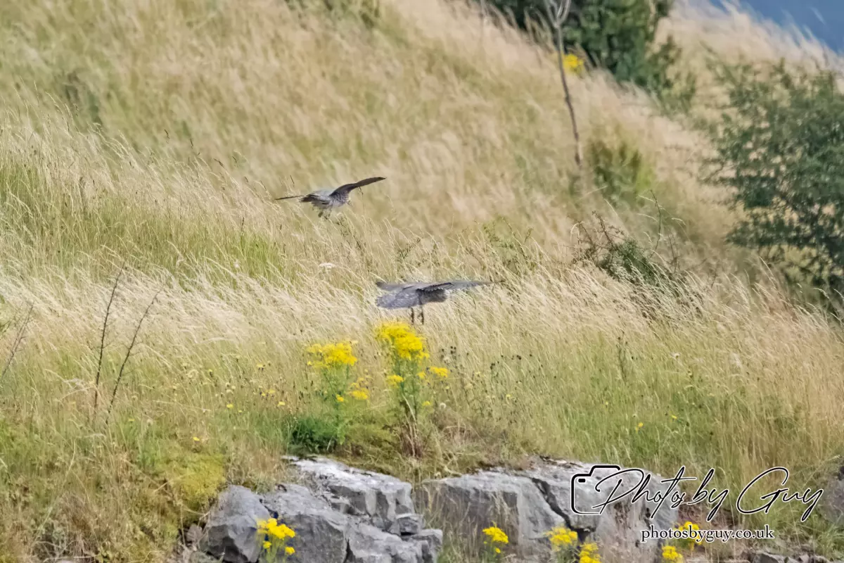 3 August 2024 : West Cumbria, Peregrin Falcon with Juv