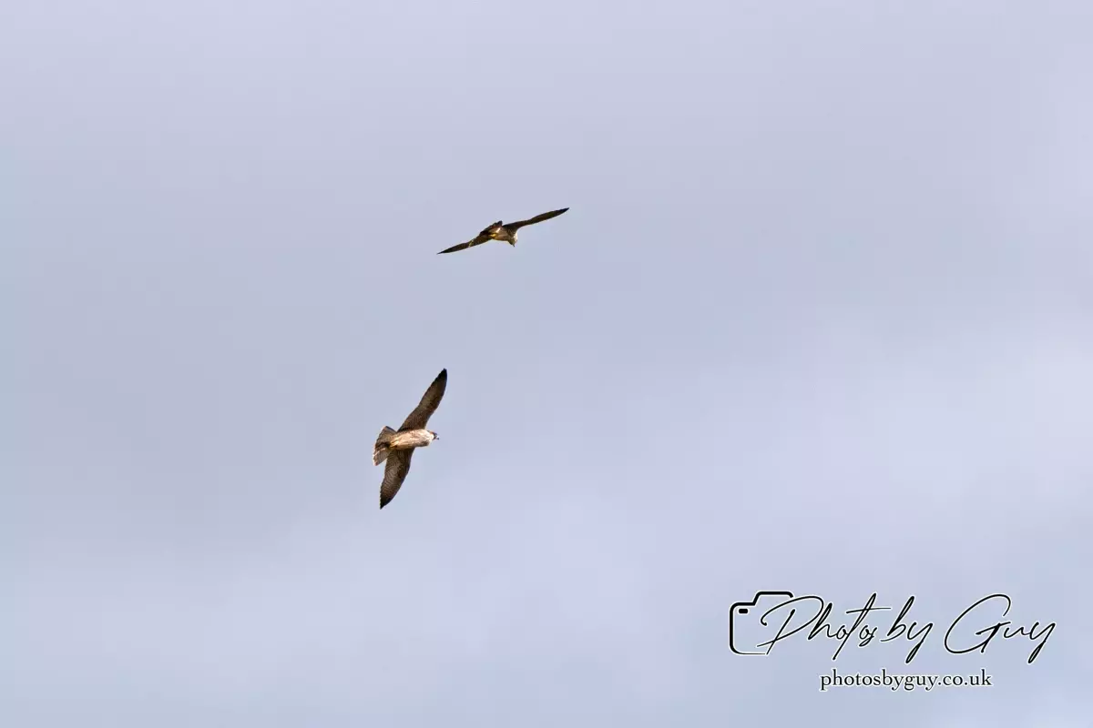 3 August 2024 : West Cumbria, Peregrin Falcon with Juv