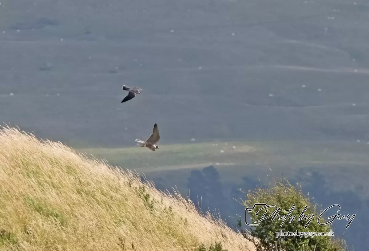 3 August 2024 : West Cumbria, Peregrin Falcon with juv
