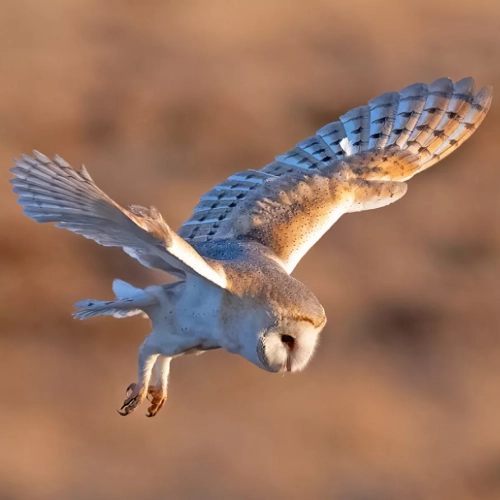 A25F1A41-D622-4444-9018-D6E93C915165