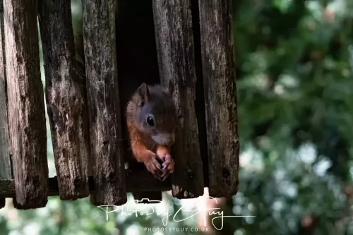 20/21 September 2025 - Ilse of Arran, Scotland - Red Squirrel