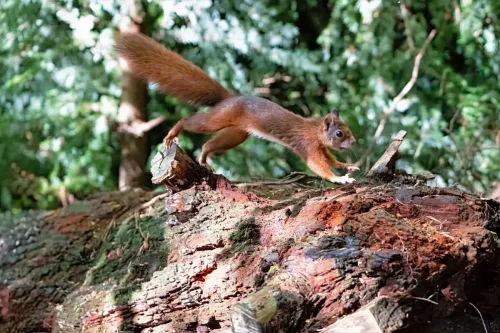 20/21 September 2025 - Ilse of Arran, Scotland - Red Squirrel