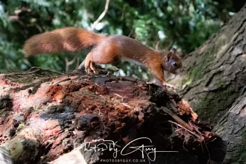 20/21 September 2025 - Ilse of Arran, Scotland - Red Squirrel