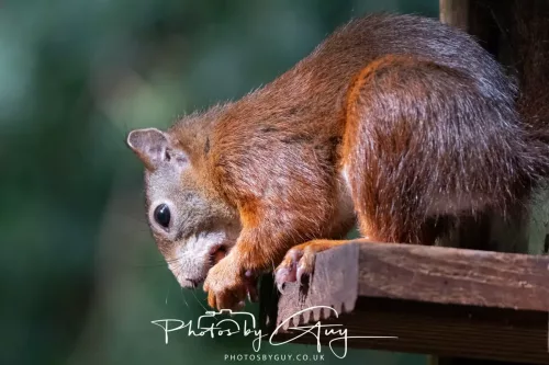 20/21 September 2025 - Ilse of Arran, Scotland - Red Squirrel