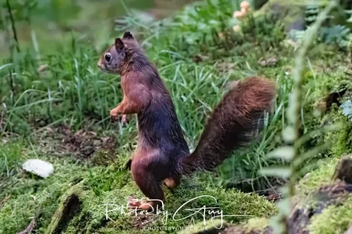 20/21 September 2025 - Ilse of Arran, Scotland - Red Squirrel