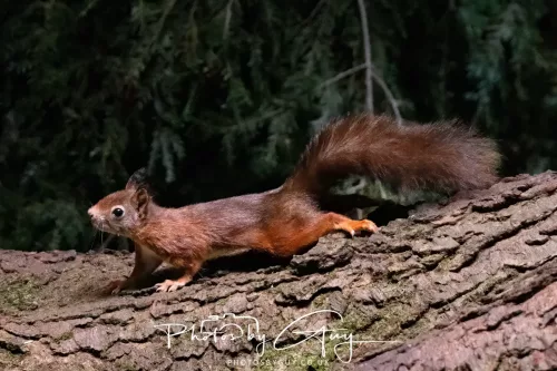 20/21 September 2025 - Ilse of Arran, Scotland - Red Squirrel