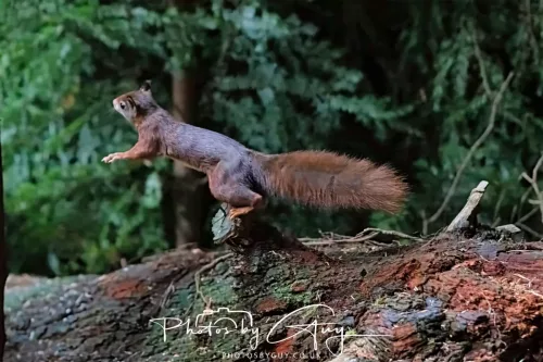 20/21 September 2025 - Ilse of Arran, Scotland - Red Squirrel