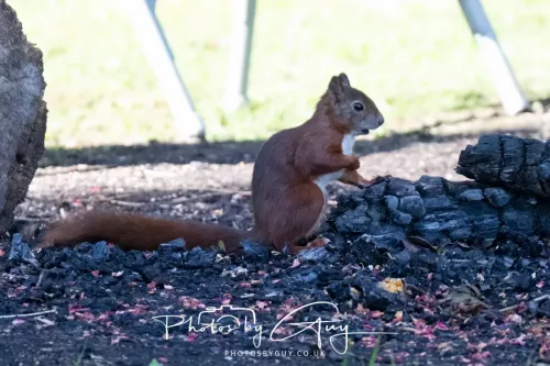 20/21 September 2025 - Ilse of Arran, Scotland - Red Squirrel