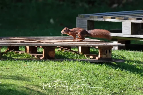 20/21 September 2025 - Ilse of Arran, Scotland - Red Squirrel