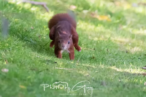 20/21 September 2025 - Ilse of Arran, Scotland - Red Squirrel