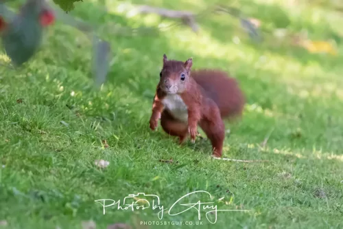 20/21 September 2025 - Ilse of Arran, Scotland - Red Squirrel