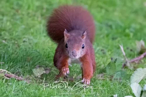 20/21 September 2025 - Ilse of Arran, Scotland - Red Squirrel
