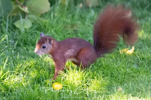 20/21 September 2025 - Ilse of Arran, Scotland - Red Squirrel