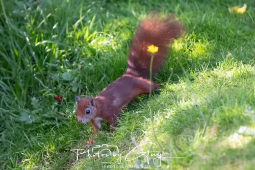 20/21 September 2025 - Ilse of Arran, Scotland - Red Squirrel