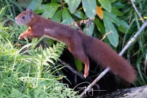 20/21 September 2025 - Ilse of Arran, Scotland - Red Squirrel