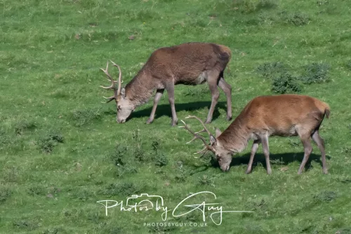20/21 September 2025 - Ilse of Arran, Scotland - Red Deer