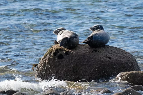 20/21 September 2025 - Ilse of Arran, Scotland - Seal