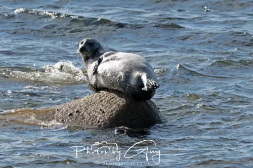 20/21 September 2025 - Ilse of Arran, Scotland - Seal