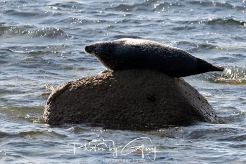 20/21 September 2025 - Ilse of Arran, Scotland - Seal
