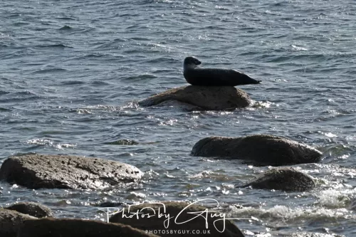 20/21 September 2025 - Ilse of Arran, Scotland - Seal