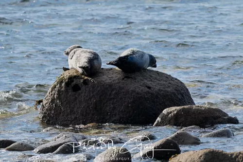 20/21 September 2025 - Ilse of Arran, Scotland - Seal