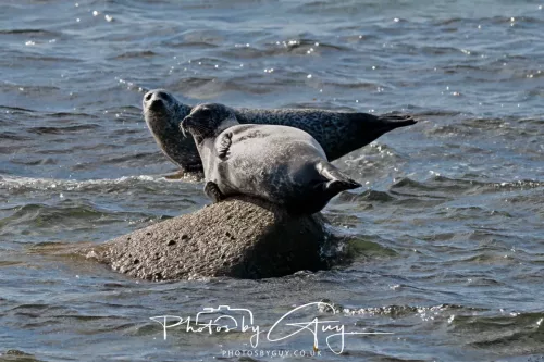 20/21 September 2025 - Ilse of Arran, Scotland - Seal
