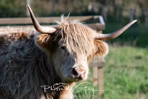 20/21 September 2025 - Ilse of Arran, Scotland - Highland Cattle