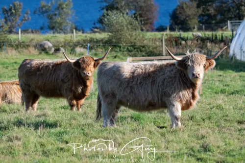 20/21 September 2025 - Ilse of Arran, Scotland - highland cattle