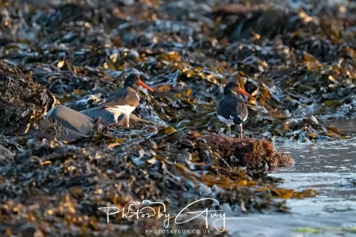 20/21 September 2025 - Ilse of Arran, Scotland - Oyster catchers
