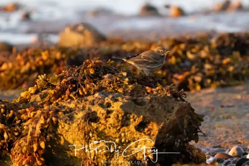 20/21 September 2025 - Ilse of Arran, Scotland - rock `pipit