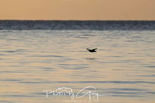 20/21 September 2025 - Ilse of Arran, Scotland - Curle