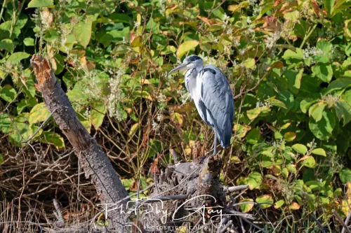 22 September 2025 - Arran, Scotland -Grey Heron