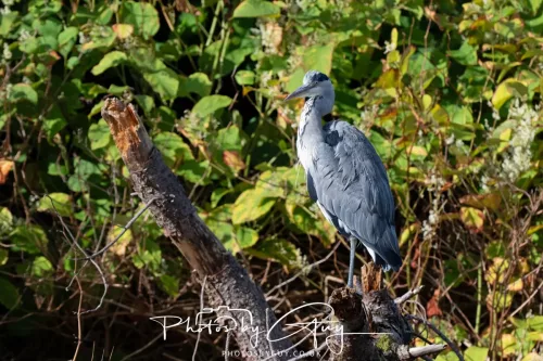 22 September 2025 - Arran, Scotland -Grey Heron