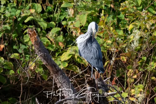 22 September 2025 - Arran, Scotland -Grey Heron