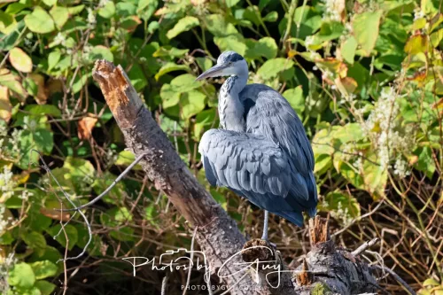 22 September 2025 - Arran, Scotland -Grey Heron