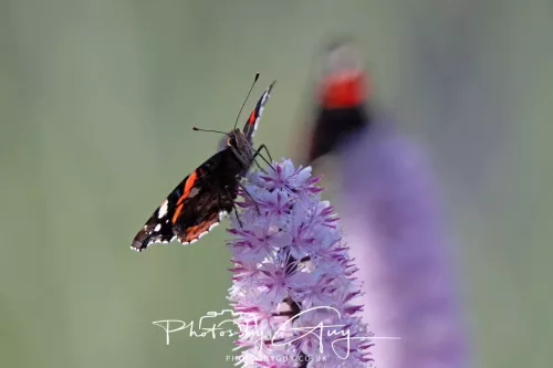 22 September 2025 - Arran, Scotland -Red Admiral
