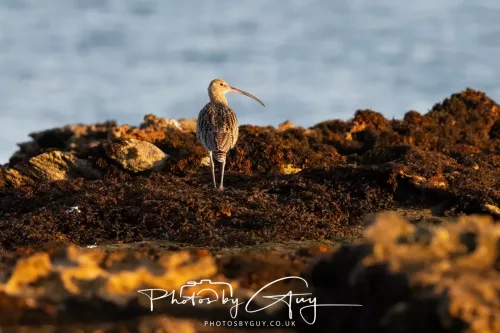 20/21 September 2025 - Ilse of Arran, Scotland - Curlew