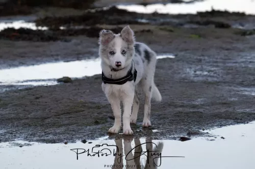 20/21 September 2025 - Ilse of Arran, Scotland - puppy