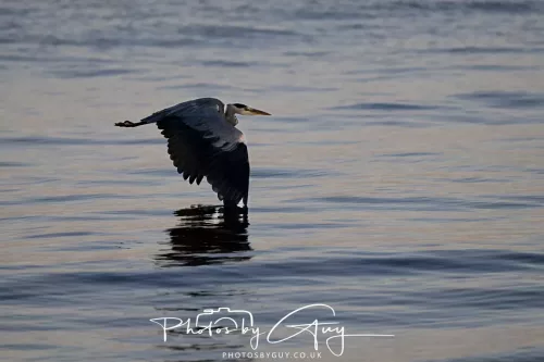 20/21 September 2025 - Ilse of Arran, Scotland - Heron