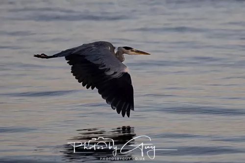 20/21 September 2025 - Ilse of Arran, Scotland - Heron