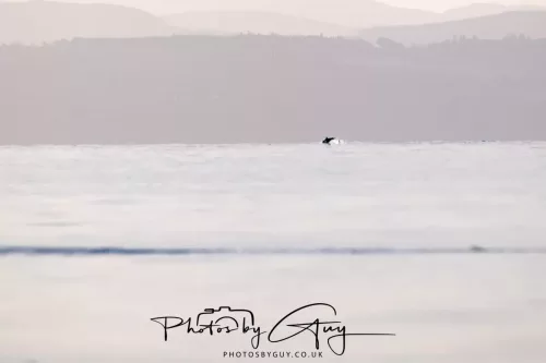 22 September 2025 - Arran, Scotland -Dolphon jumping in the distance