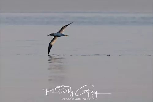 22 September 2025 - Arran, Scotland -Gannet preparing to dive